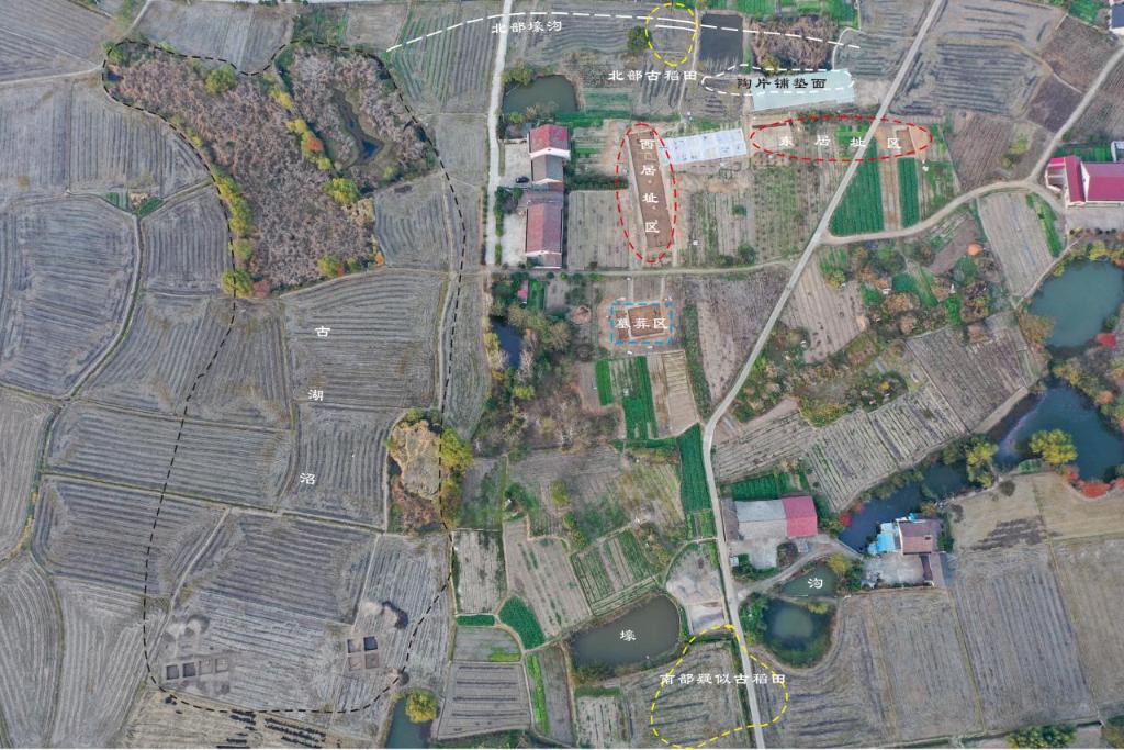 先民8000多年前就在种水稻冰球突破游戏