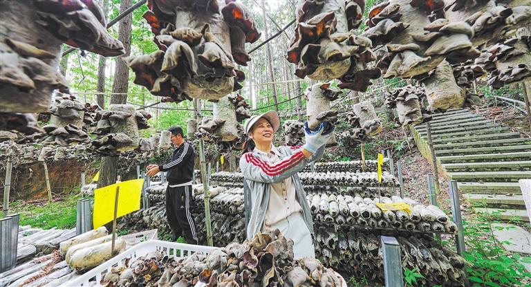 发展产业调研】林下生金冰球突破游戏【高质量(图2)